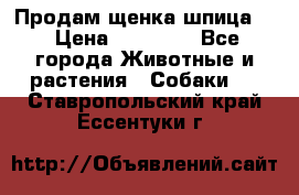 Продам щенка шпица.  › Цена ­ 15 000 - Все города Животные и растения » Собаки   . Ставропольский край,Ессентуки г.